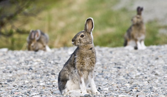 a group of hares look up from eating