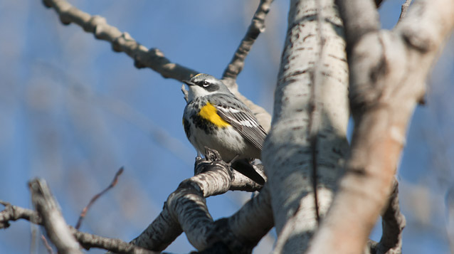 a yellow and grey bird sits on a tree branch