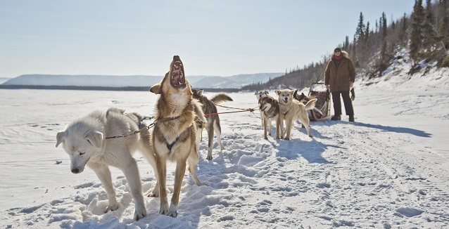 Dog-mushing in the Yukon Dog-mushing in the Yukon