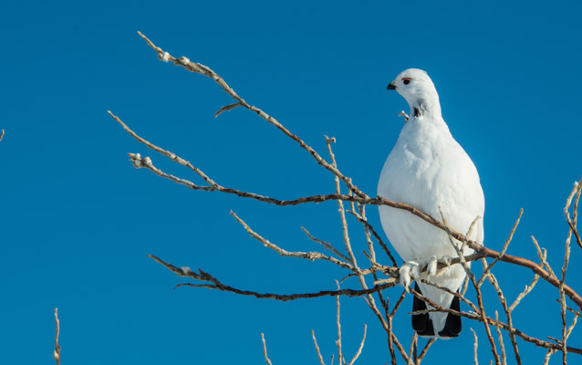 a white ptarmigan sits on a branch of a tree