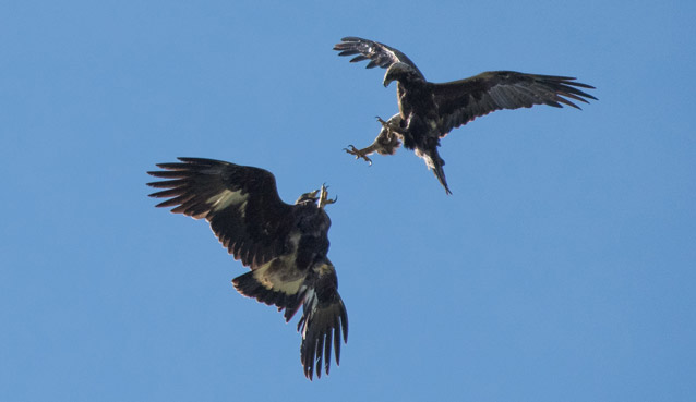 two golden eagles fly towards each other with talons out two golden eagles fly towards each other with talons out