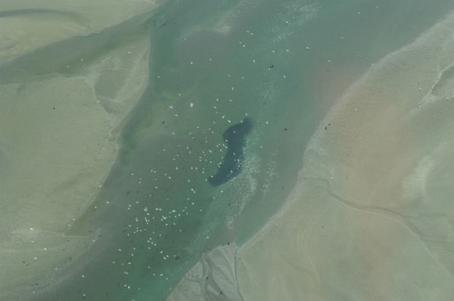 eulachon cloud in water with seabirds