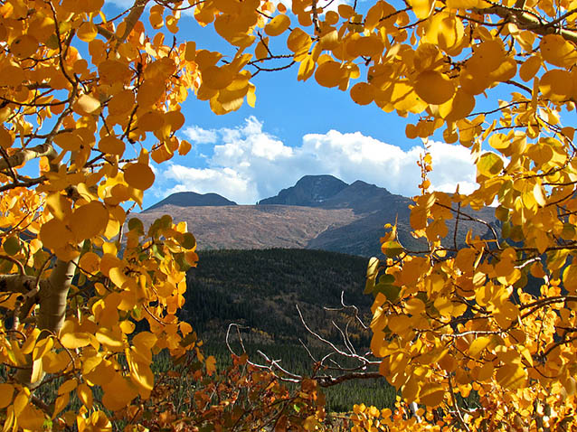 Longs Peak surrounded by aspen leaves