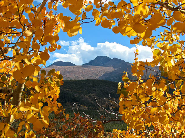 Longs Peak surrounded by aspen leaves Longs Peak surrounded by aspen leaves