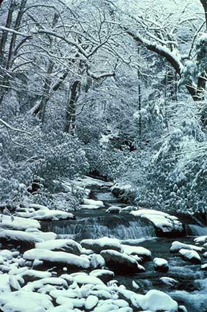 Snowy stream in Great Smoky Mountains National Park