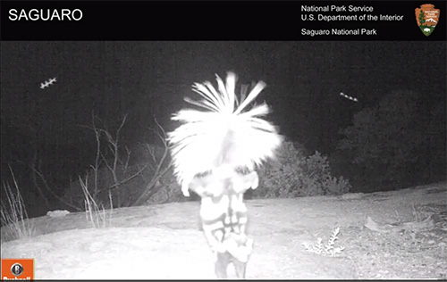 skunk standing before spaying skunk standing before spaying
