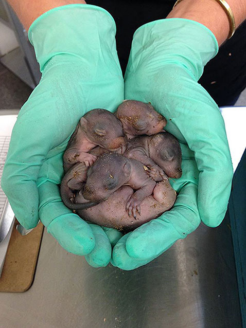 Baby squirrels in gloved hands