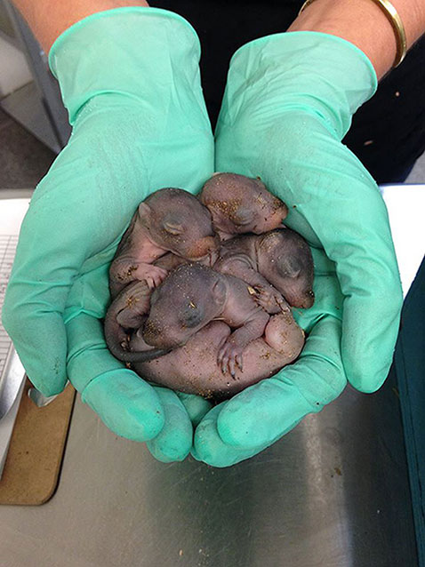 Baby squirrels in gloved hands Baby squirrels in gloved hands