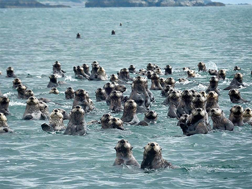 Group of otters in the ocean