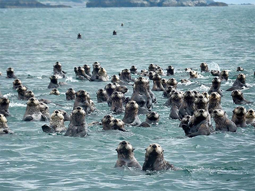 Group of otters in the ocean Group of otters in the ocean