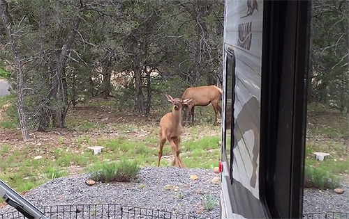 Screenshot of elk dancing