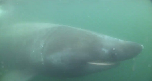 Basking shark Basking shark