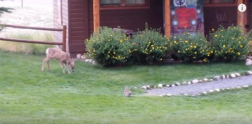 Deer and bunny playing together