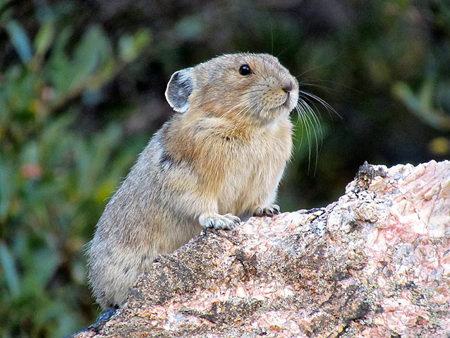 A pika perches on a rock