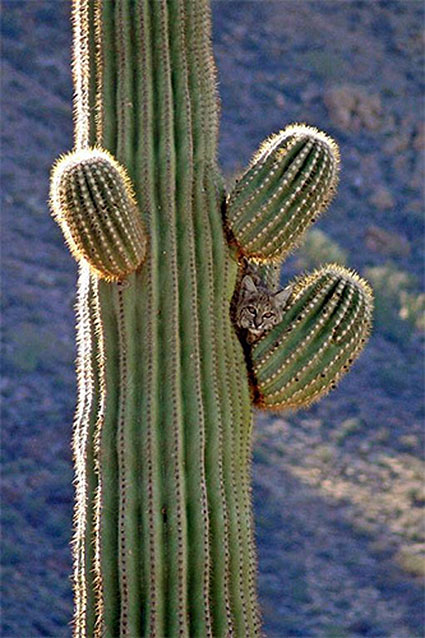 Bobcat hidden in a cactus