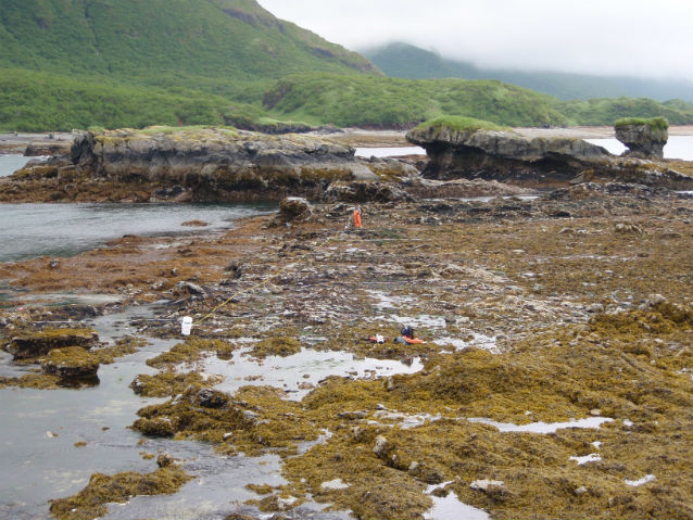 mussel beds in Kaflia bay in 2008 mussel beds in Kaflia bay in 2008