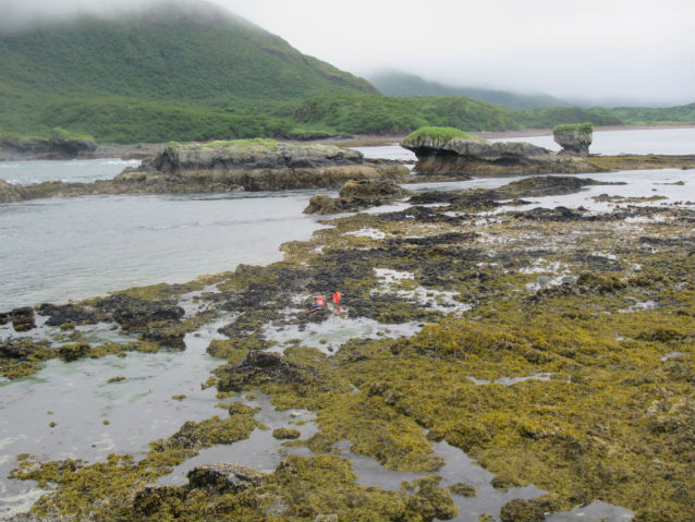 kaflia bay in 2015 kaflia bay in 2015