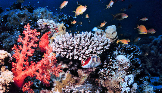 coral reef and fish