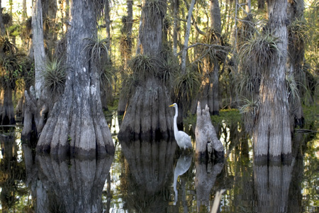 great egret