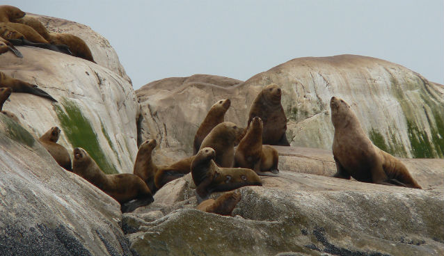 steller sea lions on rocks steller sea lions on rocks