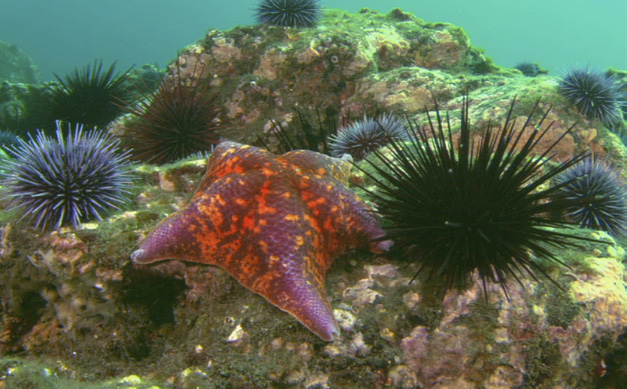 urchin and sea star urchin and sea star