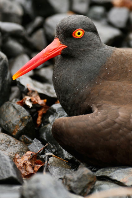 black oystercatcher black oystercatcher