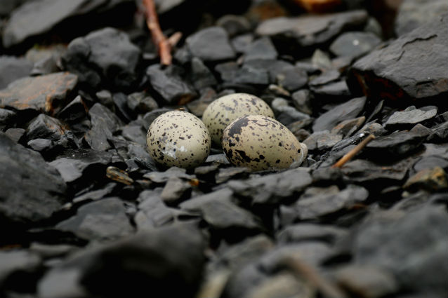 black oystercatcher eggs