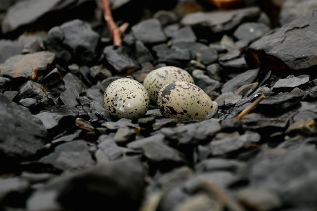 black oystercatcher eggs black oystercatcher eggs