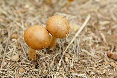 tiny mushrooms tiny mushrooms