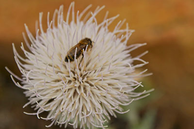 bee on flower bee on flower