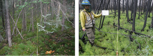 side by side comparison of an area before it was affected by fire and one year after the fire