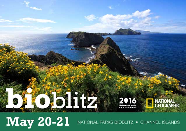 National Parks BioBlitz - Channel Islands National Parks BioBlitz - Channel Islands