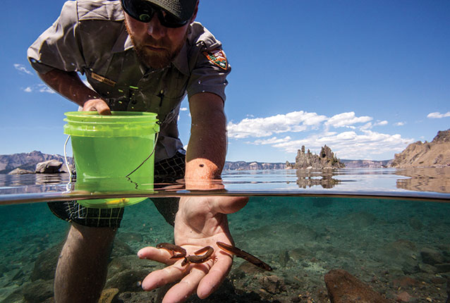 Park biologist returns Mazama newts to Crater Lake. Copyright Jeremy Monroe, Freshwaters Illustrated