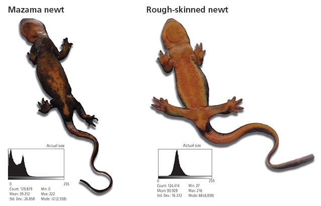 Underside comparison of Mazama and rough-skinned newts