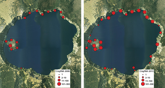 Side-by-side map comparison of crayfish distribution at Crater, 2008 and 2013