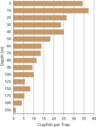 Graph showing average September depth distribution of signal crayfish at Cleetwood Cove, 2008–2014