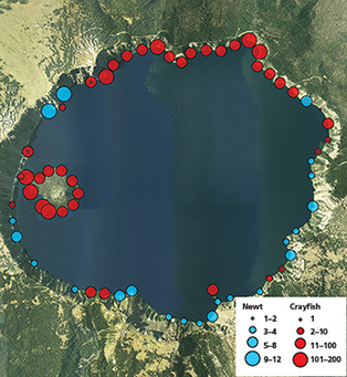 Map showing spatial distribution and relative abundance of signal crayfish and Mazama newts