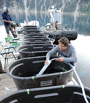 A biologist prepares mesocosm habitats for study of newt-crayfish interactions A biologist prepares mesocosm habitats for study of newt-crayfish interactions