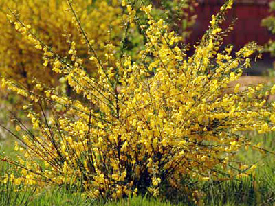 Exotic Species: Scotch Broom (U.S. National Park Service)