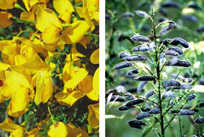 Yellow Scotch broom flowers (left) and blackish-brown fruit pods (right) Yellow Scotch broom flowers (left) and blackish-brown fruit pods (right)