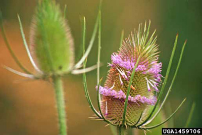 Common teasel flowerhead with many small purple flowers