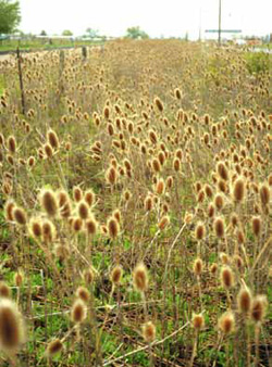 Dense patch of common teasel plants