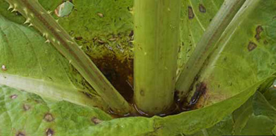 Common teasel leaves fused around the stem