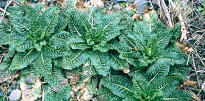 Several adjacent rossettes of puckered leaves Several adjacent rossettes of puckered leaves