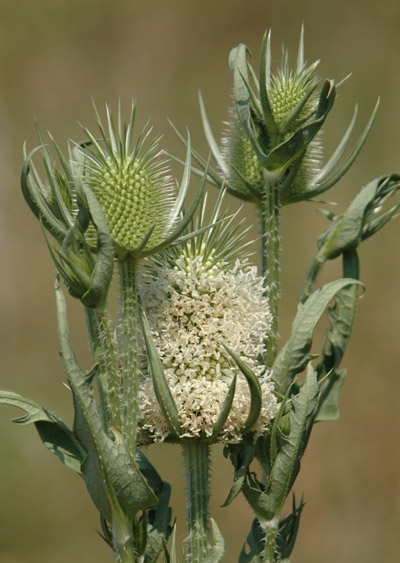 Cutleaf teasel flowerheads, including one blooming with many small, white flowers
