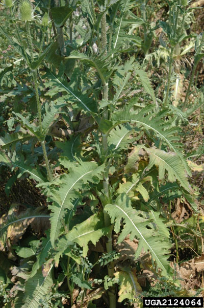 Cutleaf teasel stalk and leaves, illustrating the deep leaf lobes