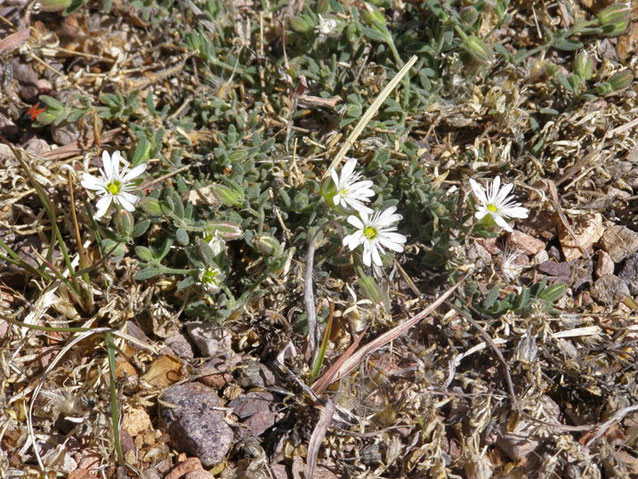 Sandwort drymary plant with several small white flowers Sandwort drymary plant with several small white flowers