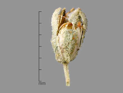Opening fruit capsule against a gray background and beside a scale showing it to be about 4-5mm Opening fruit capsule against a gray background and beside a scale showing it to be about 4-5mm
