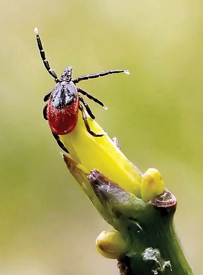 Adult black-legged tick (Ixodes scapularis) (Credit: Graham Hickling)