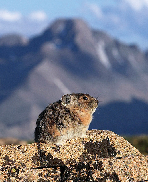 American pika (Copyright Dick Orleans) American pika (Copyright Dick Orleans)